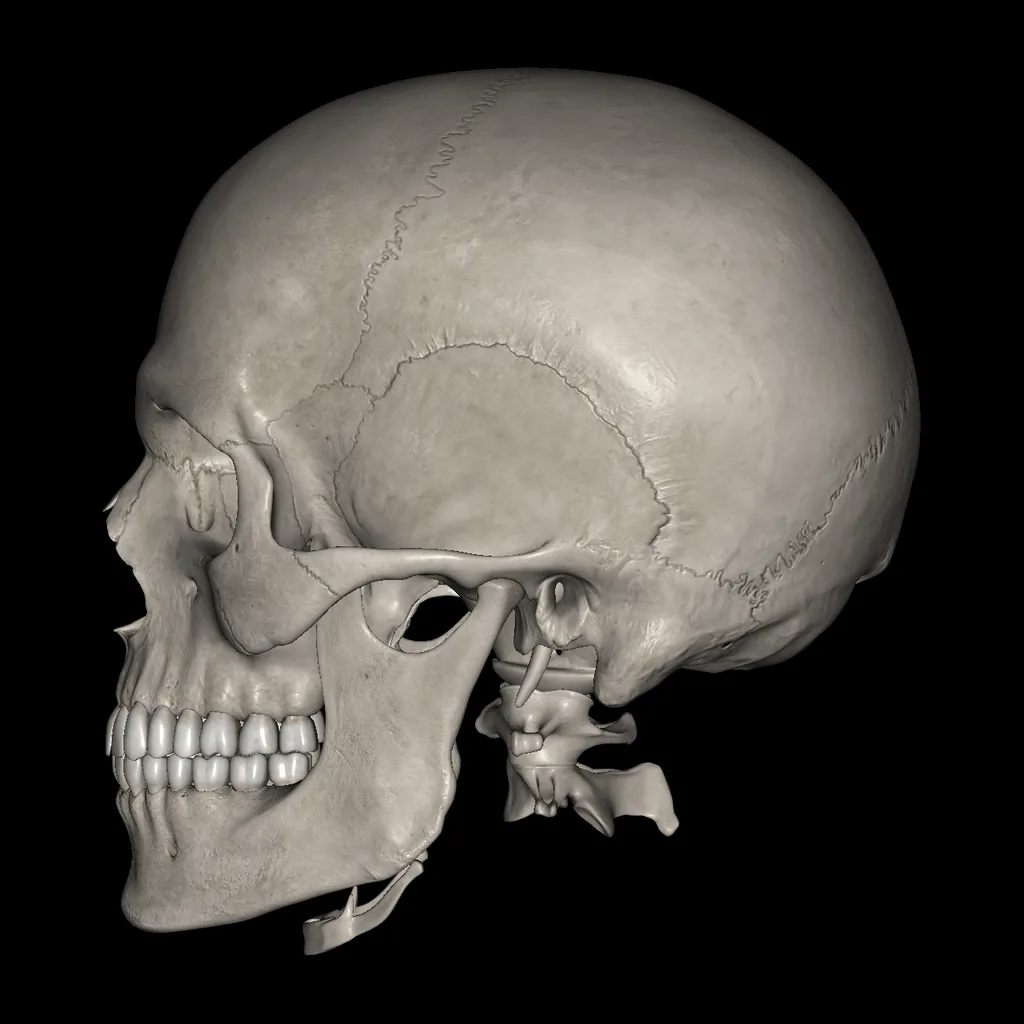 Skull, medial view