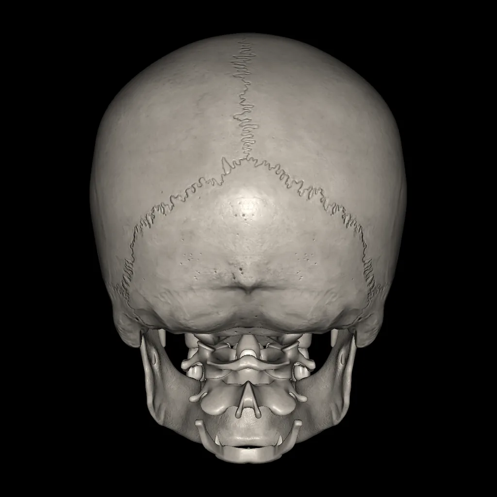Skull, posterior view
