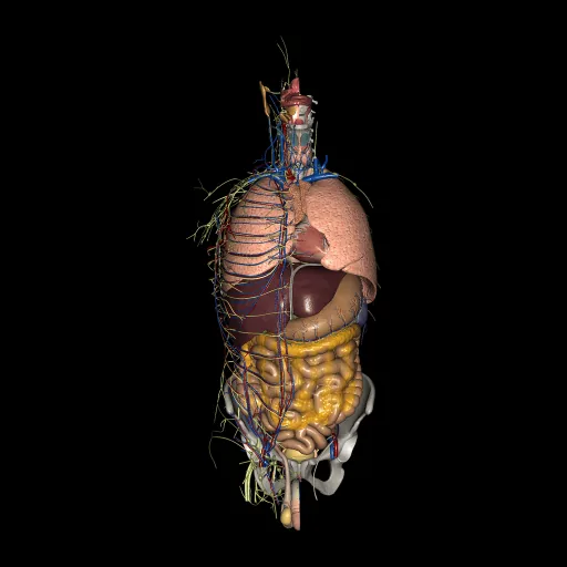 Splanchnology, anterior view