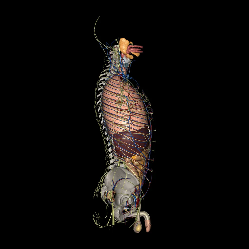 Splanchnology, lateral view