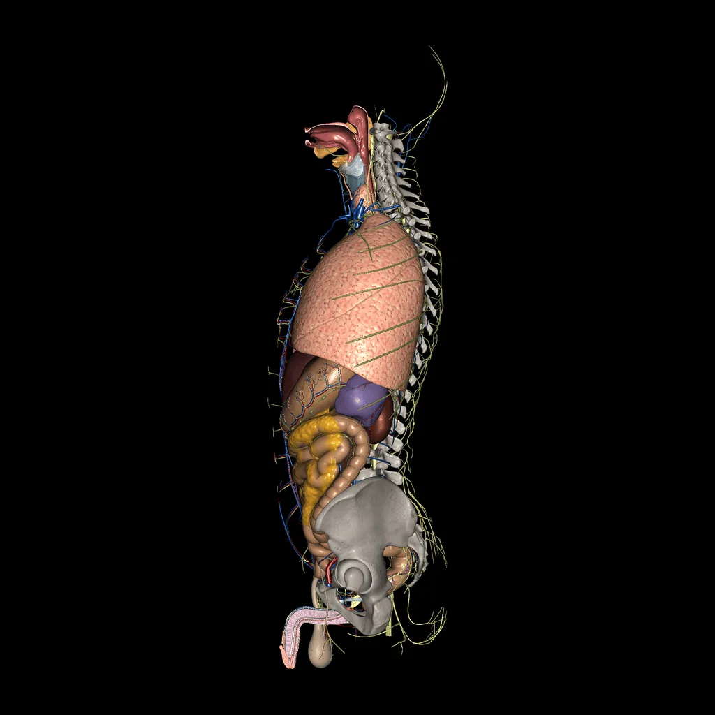 Splanchnology, medial view