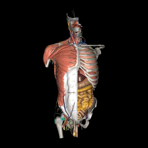 Trunk (All Systems), anterior view