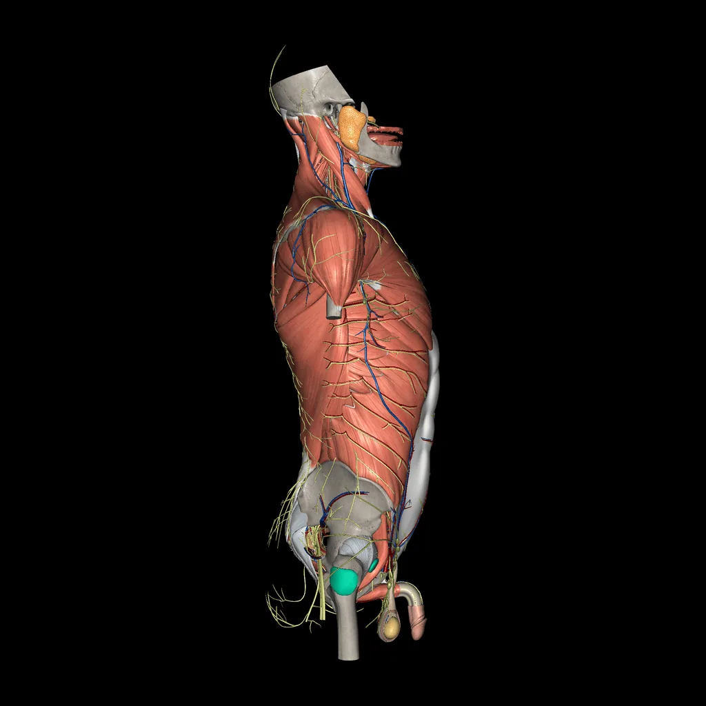 Trunk (All Systems), lateral view