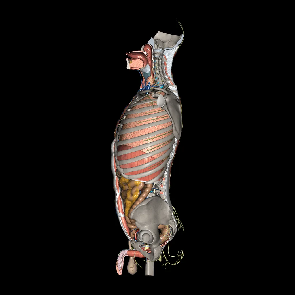 Trunk (All Systems), medial view