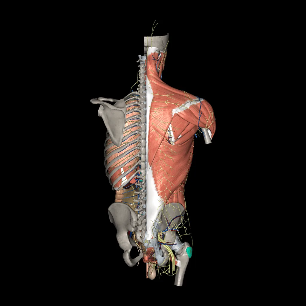 Trunk (All Systems), posterior view