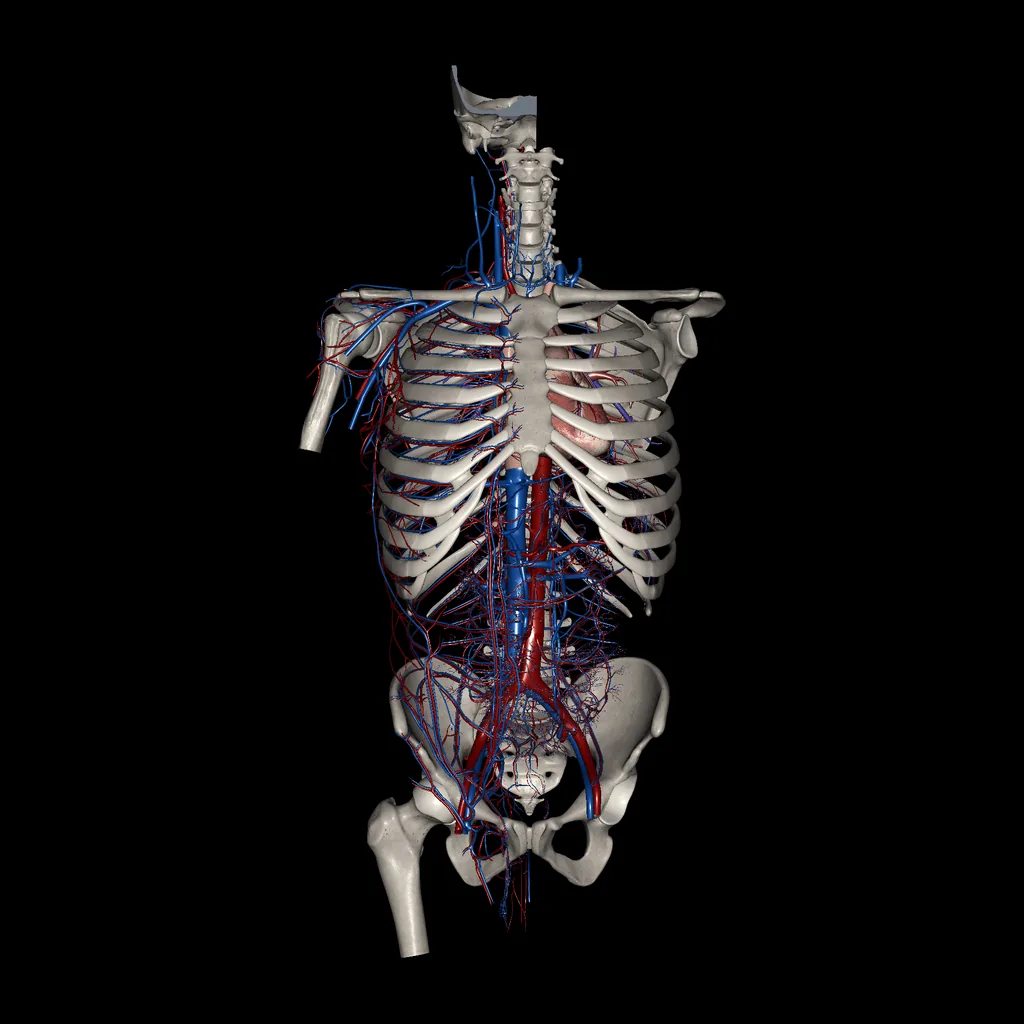Trunk (Arteries and Veins), anterior view