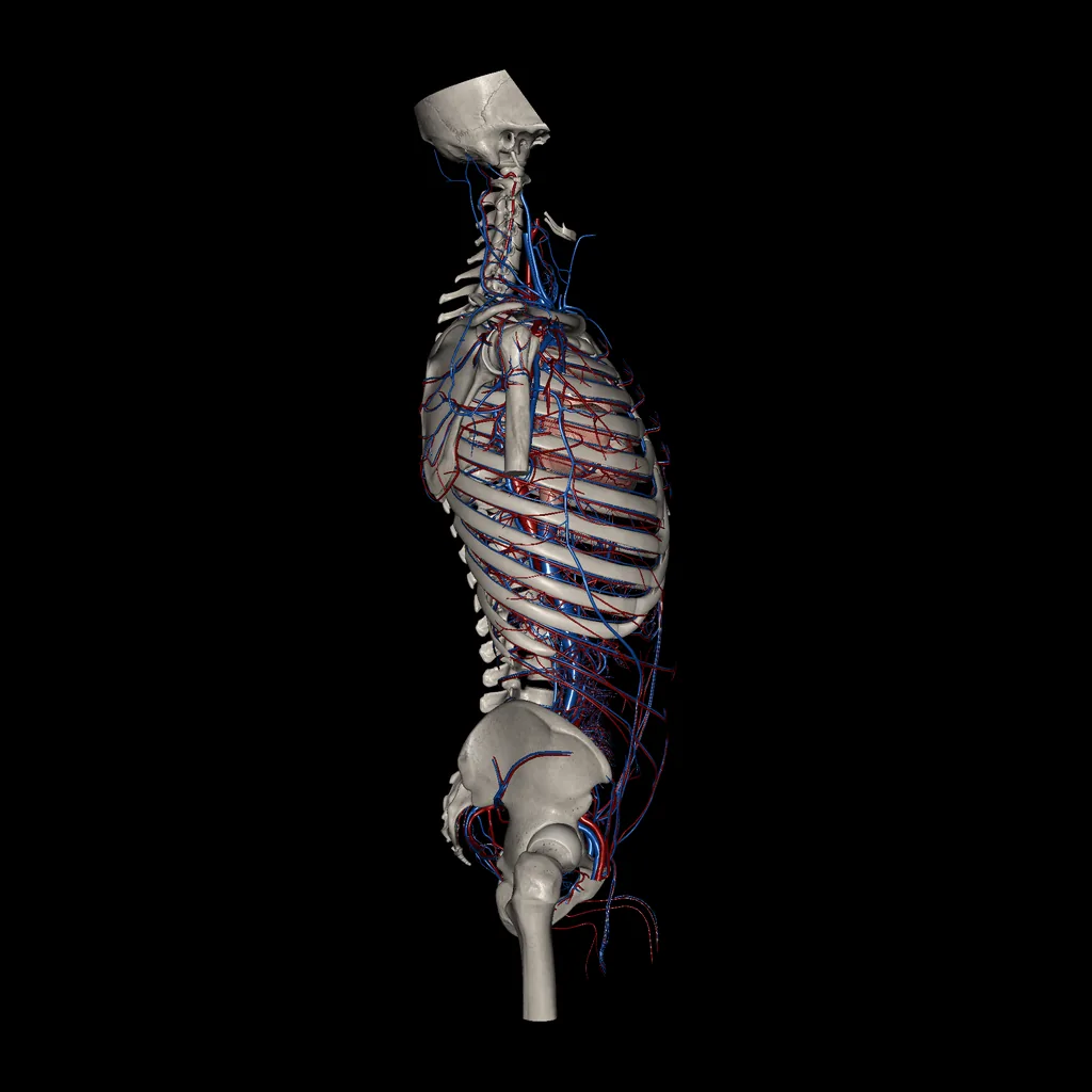 Trunk (Arteries and Veins), lateral view