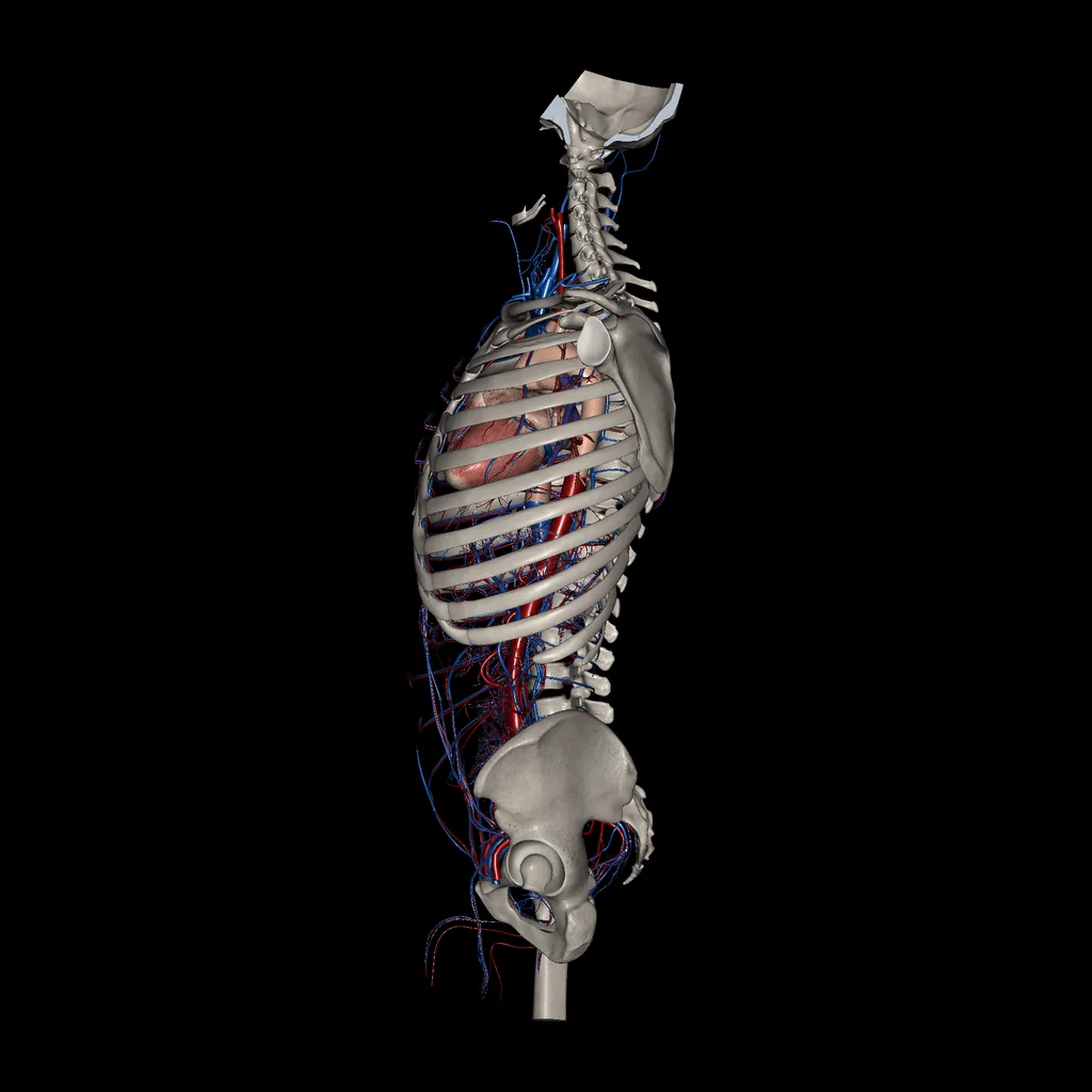 Trunk (Arteries and Veins), medial view