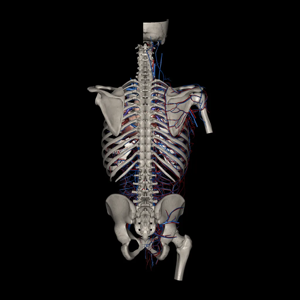 Trunk (Arteries and Veins), posterior view