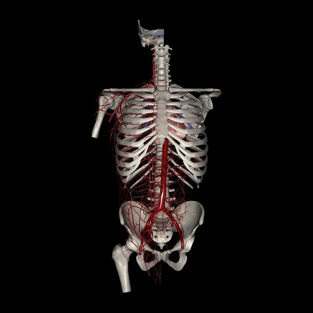 Trunk (Arteries), anterior view