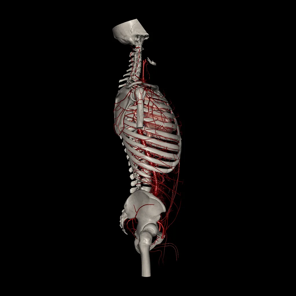 Trunk (Arteries), lateral view