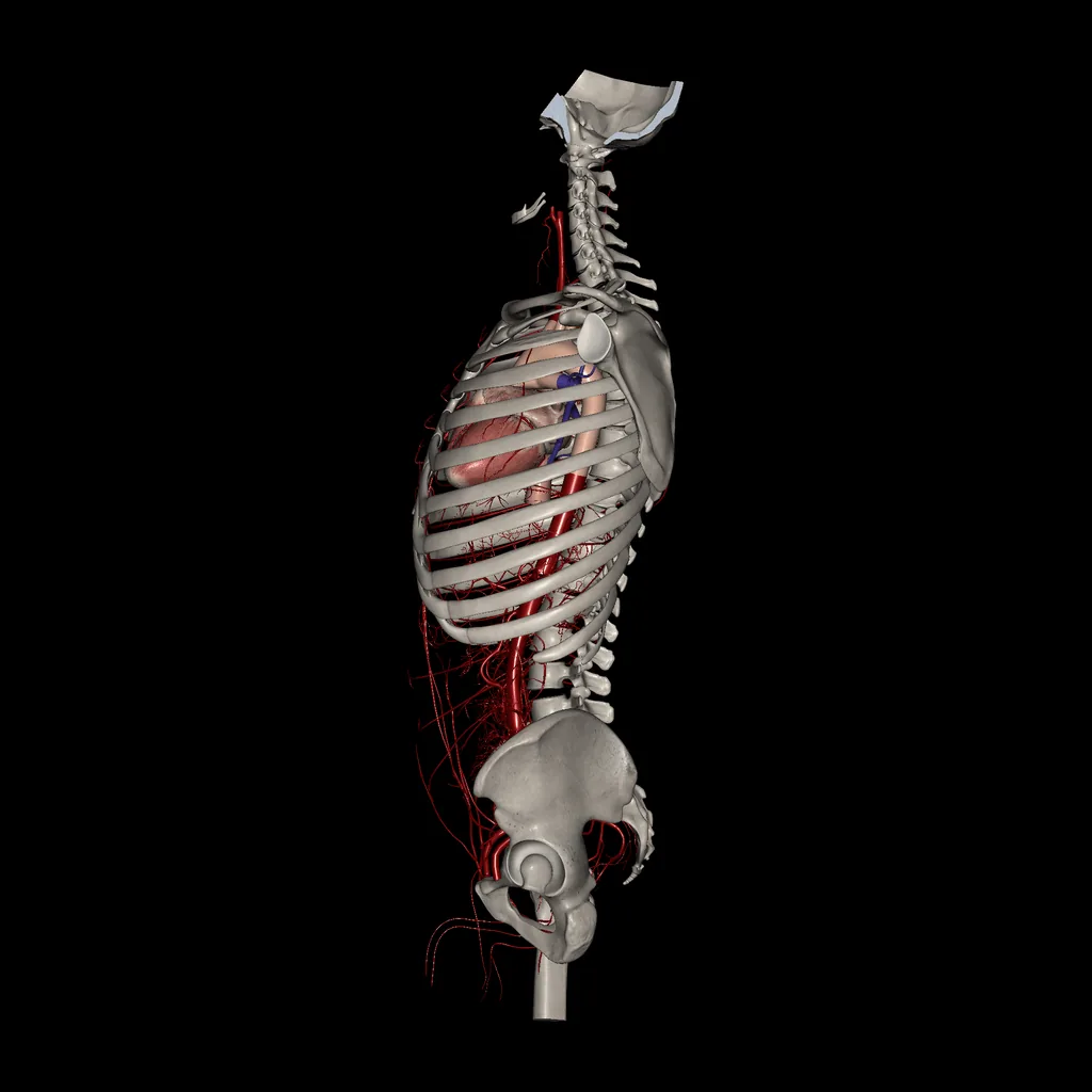 Trunk (Arteries), medial view