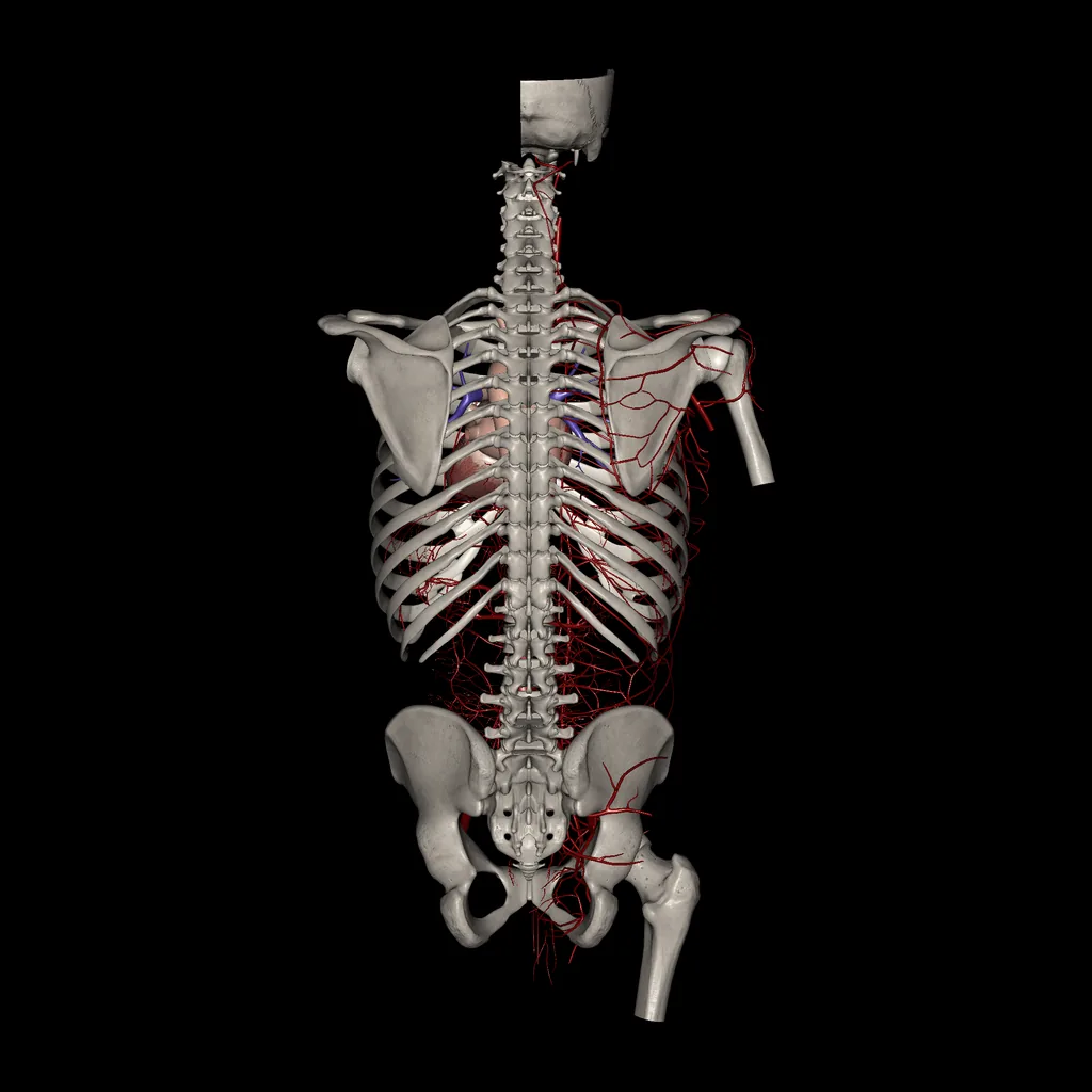 Trunk (Arteries), posterior view