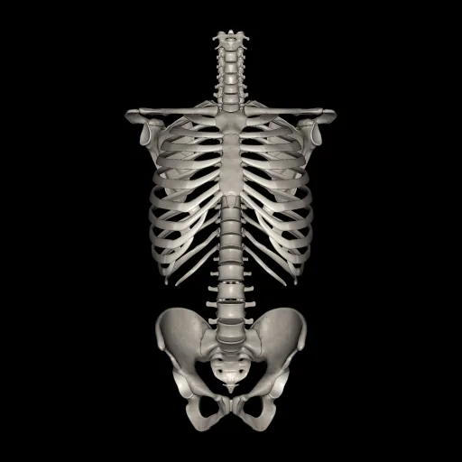 Trunk (Bones), anterior view