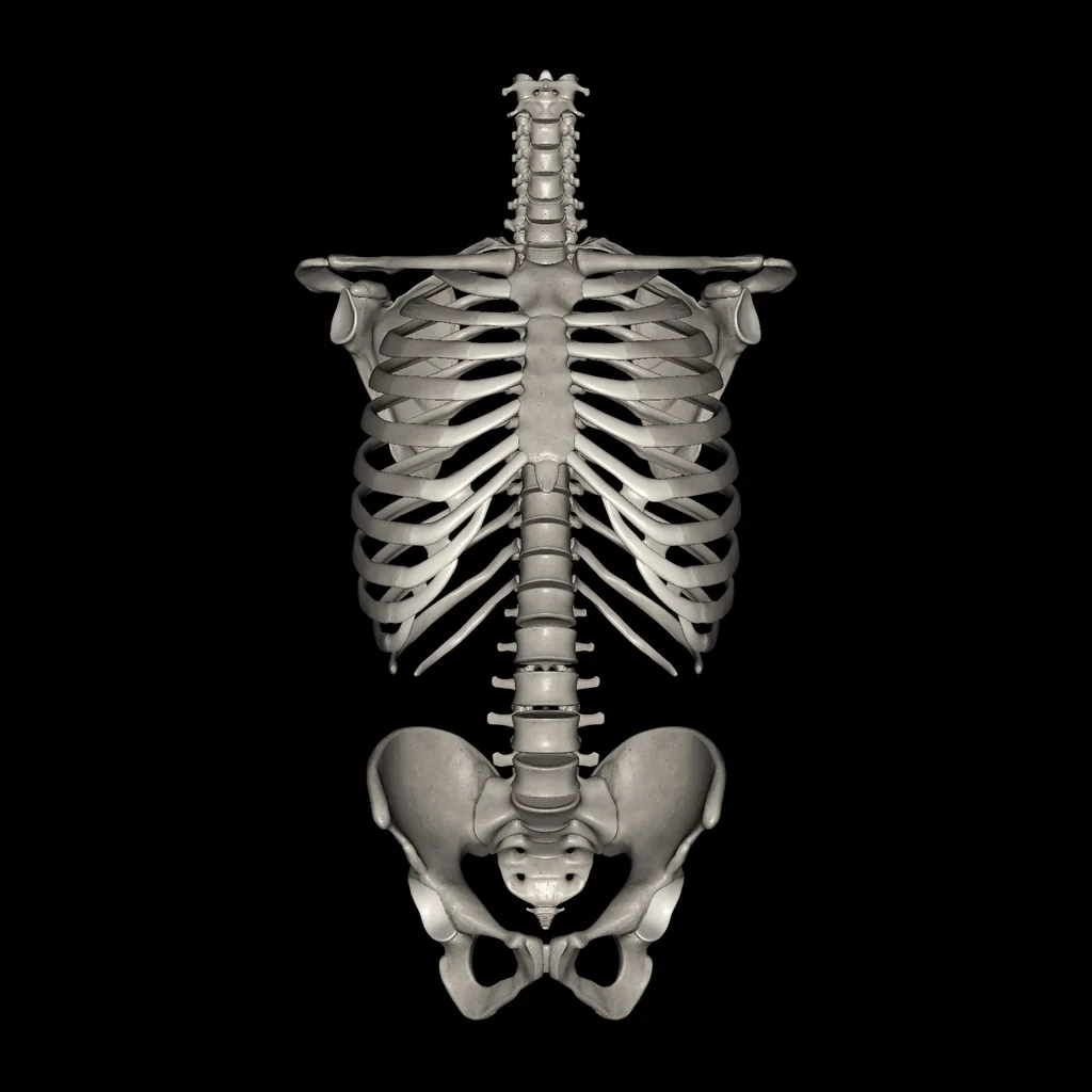 Trunk (Bones), anterior view