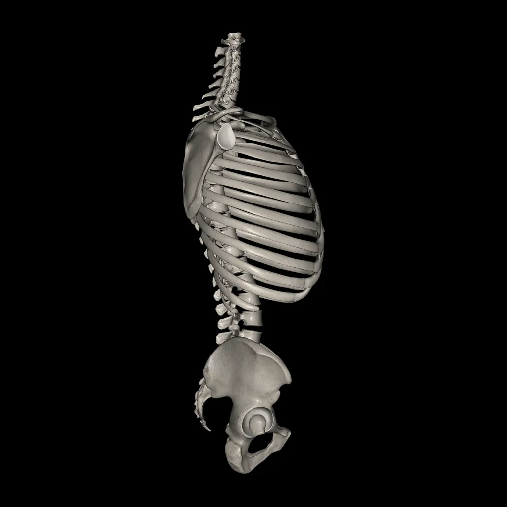 Trunk (Bones), lateral view