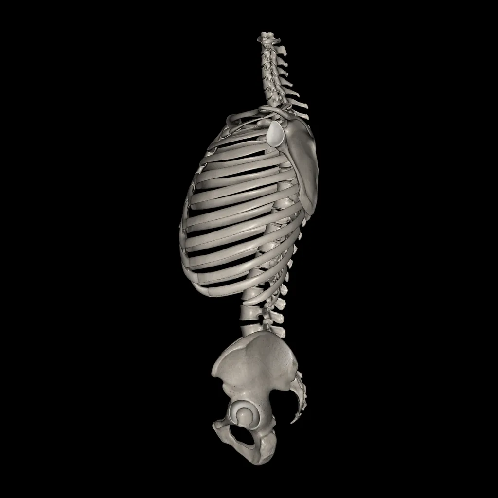 Trunk (Bones), medial view