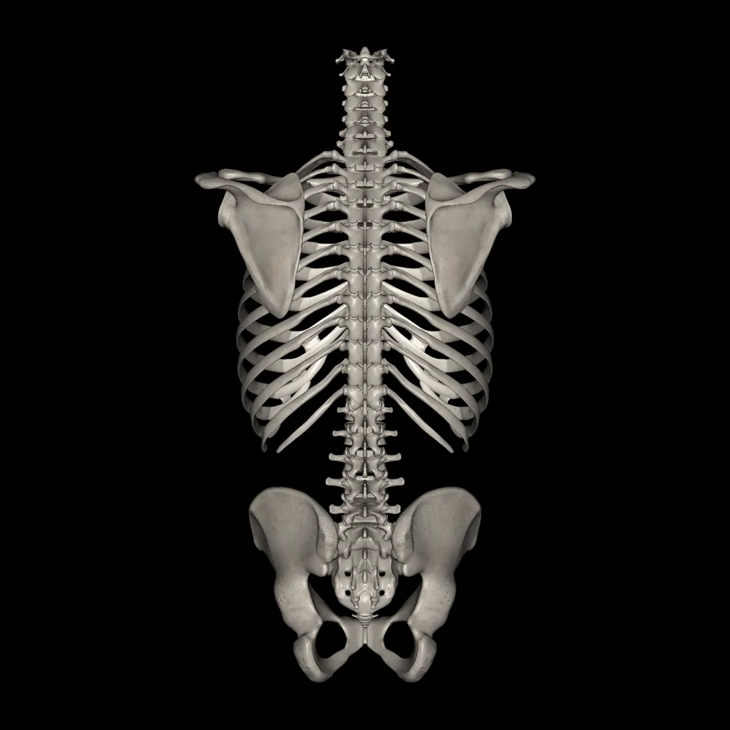 Trunk (Bones), posterior view