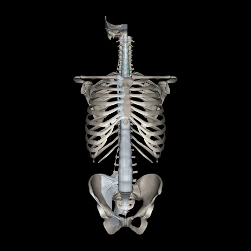 Trunk (Ligaments and bones), anterior view