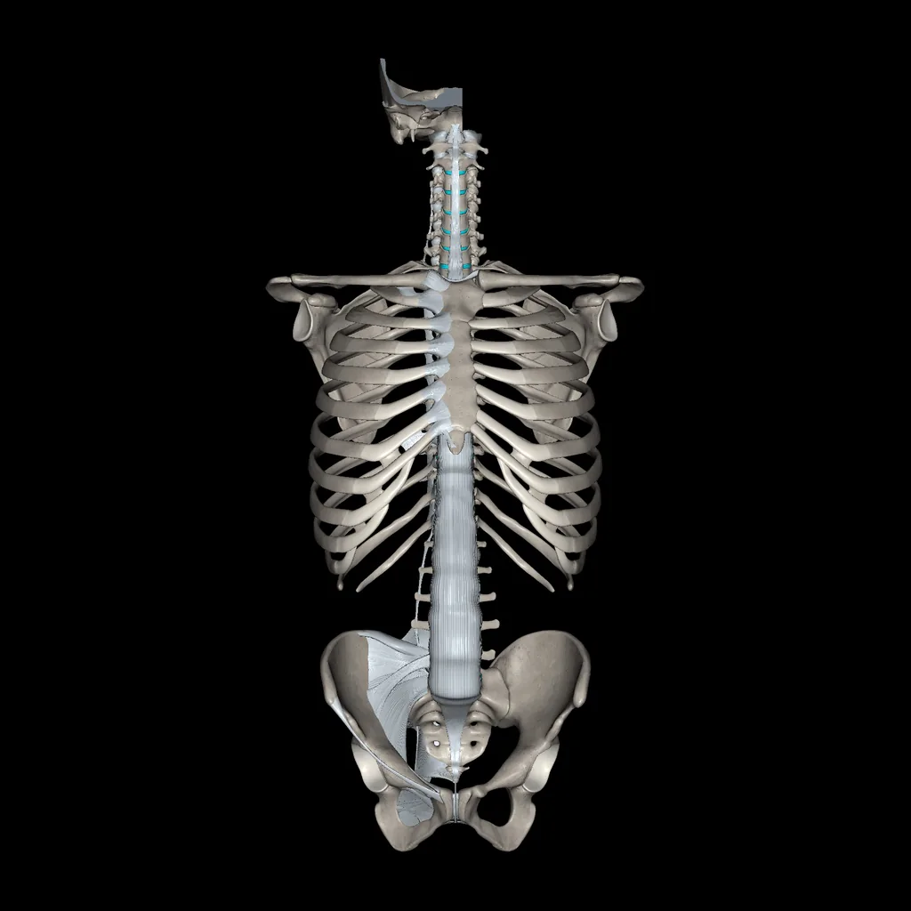 Trunk (Ligaments and bones), anterior view