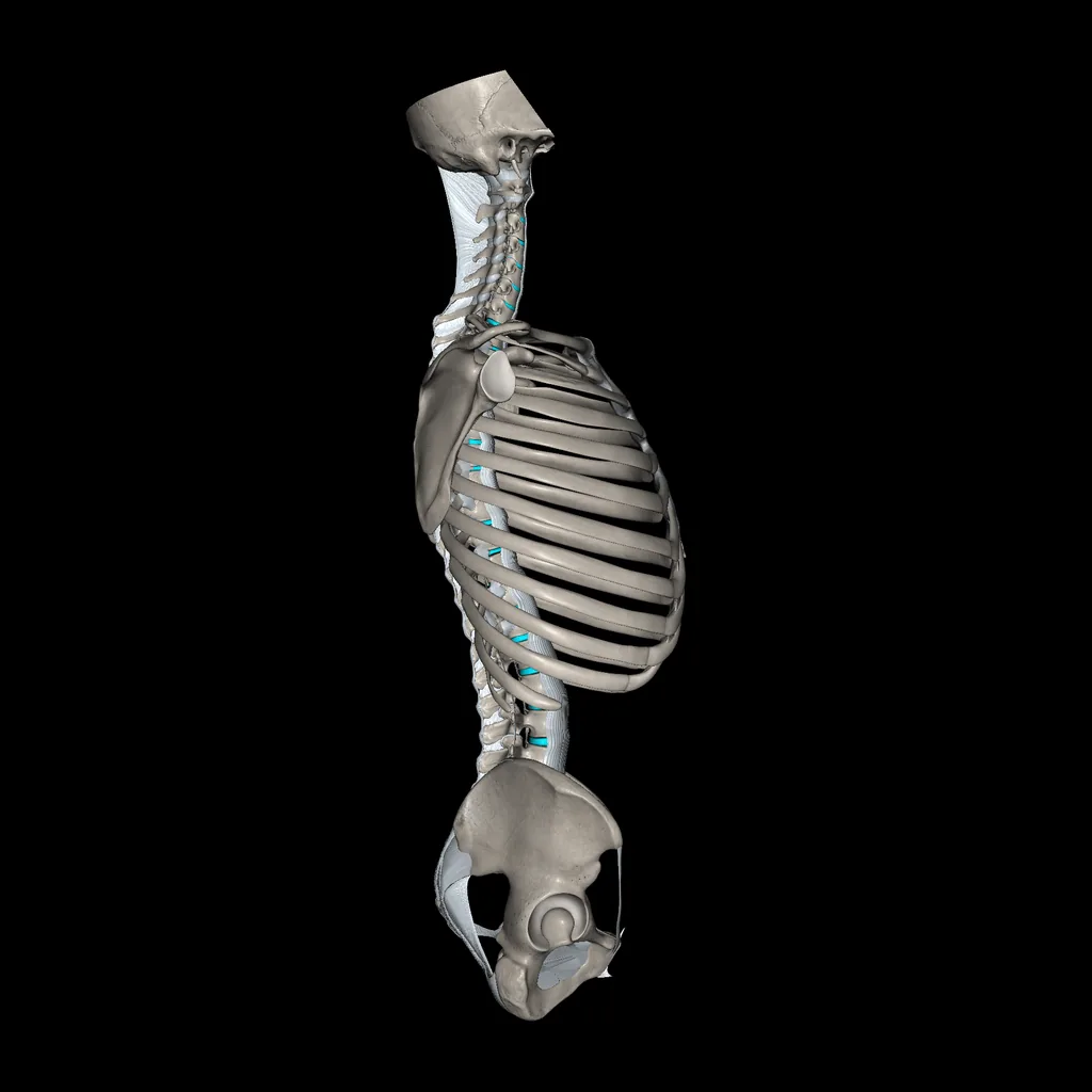 Trunk (Ligaments and bones), lateral view