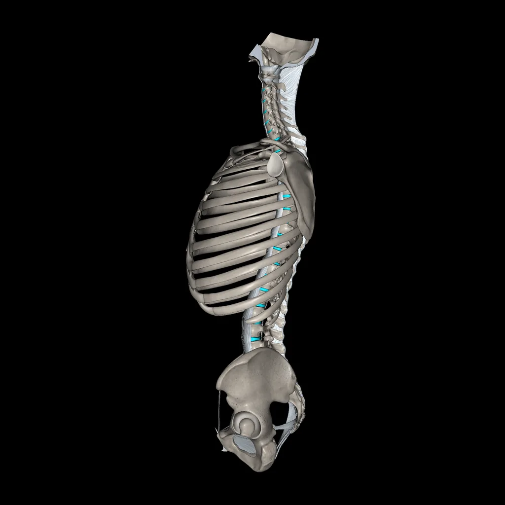 Trunk (Ligaments and bones), medial view