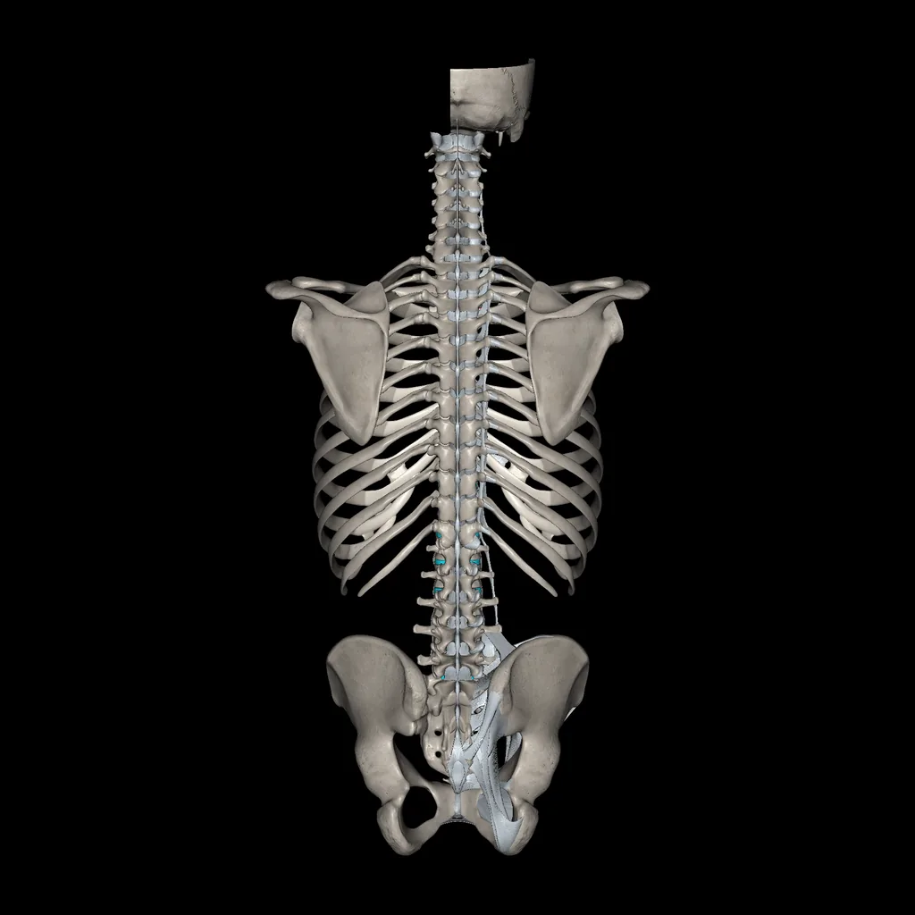 Trunk (Ligaments and bones), posterior view