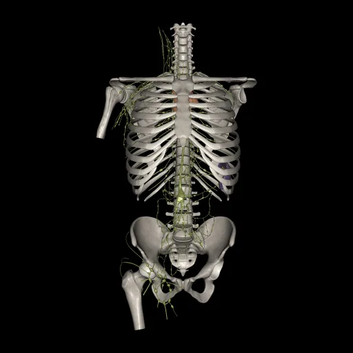 Trunk (Lymphatic system), anterior view