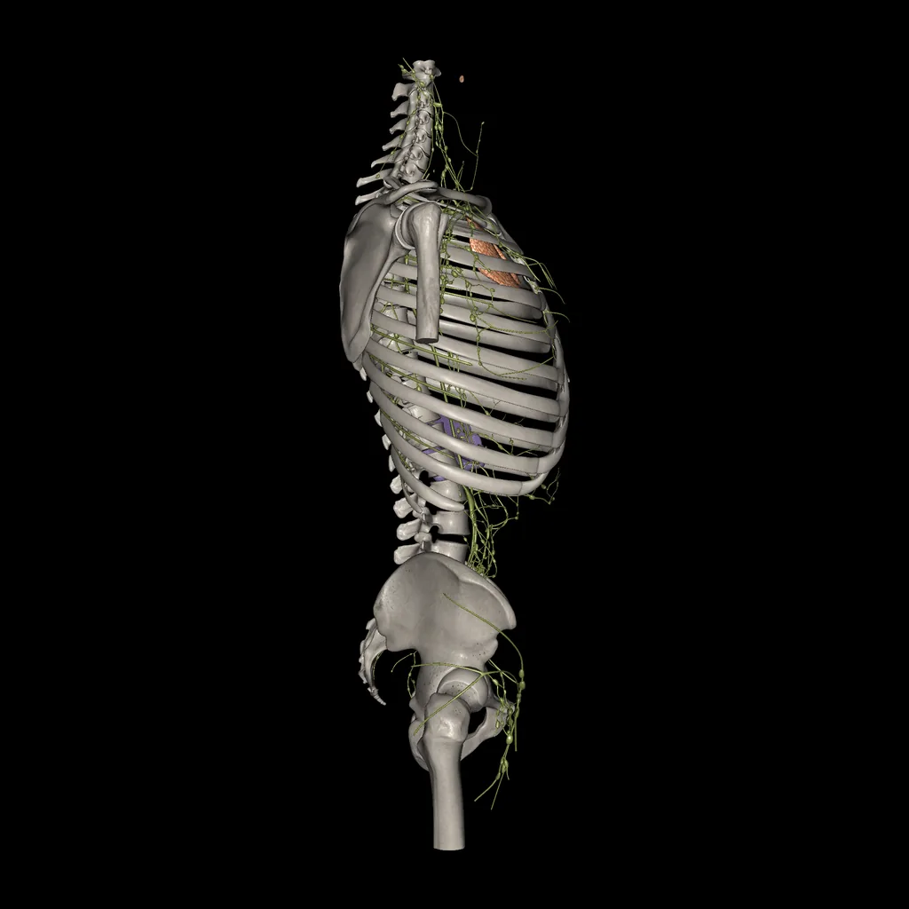 Trunk (Lymphatic system), lateral view