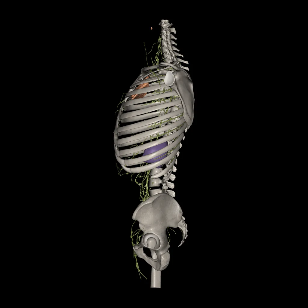 Trunk (Lymphatic system), medial view