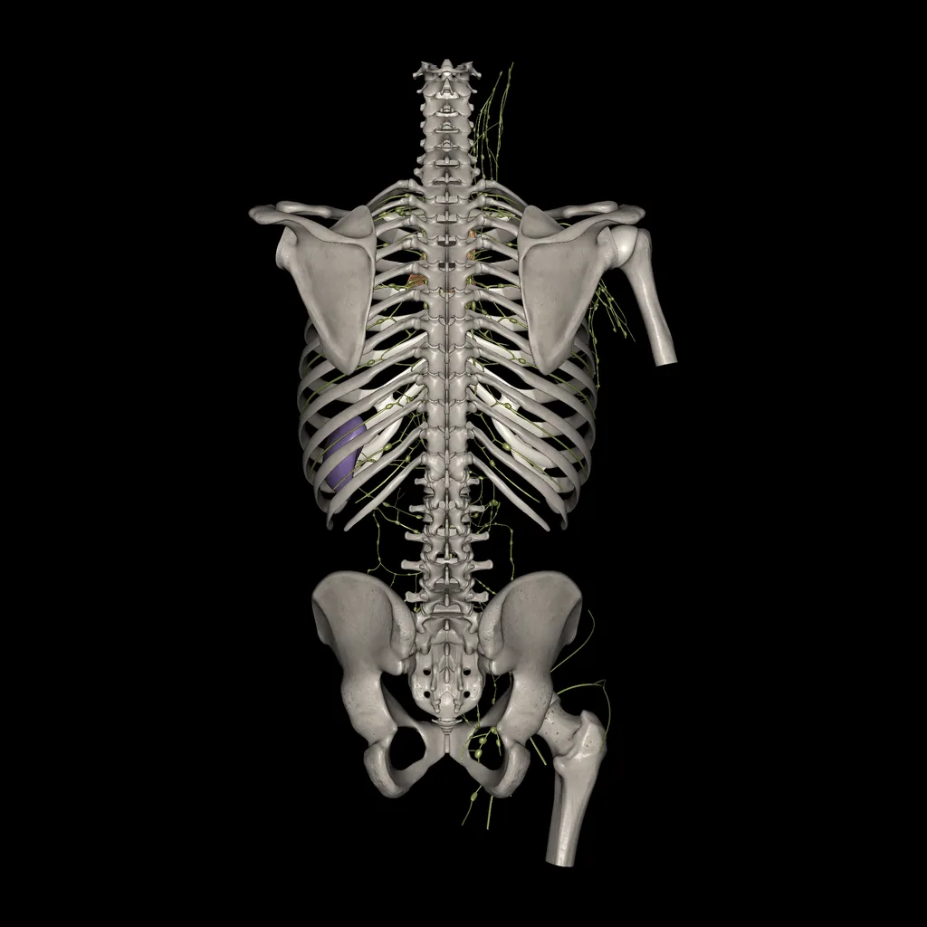 Trunk (Lymphatic system), posterior view