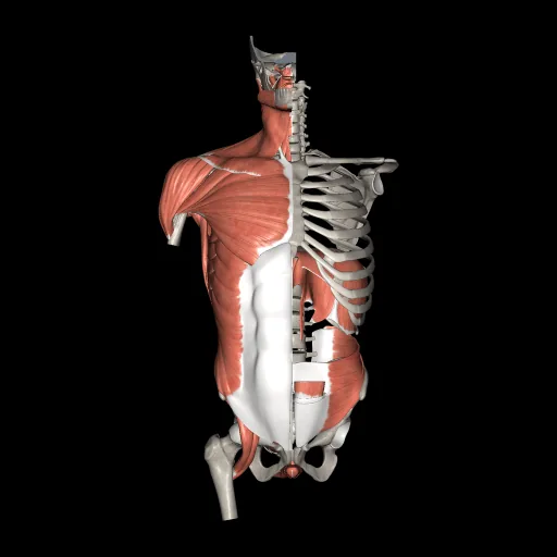 Trunk (Muscles and bones), anterior view