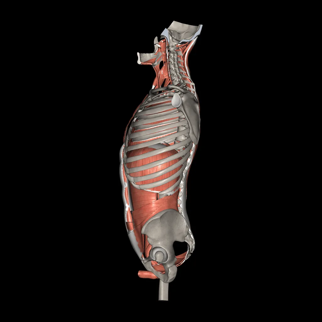 Trunk (Muscles and bones), medial view