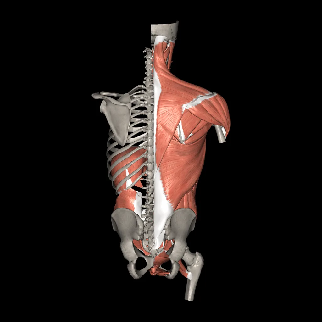 Trunk (Muscles and bones), posterior view