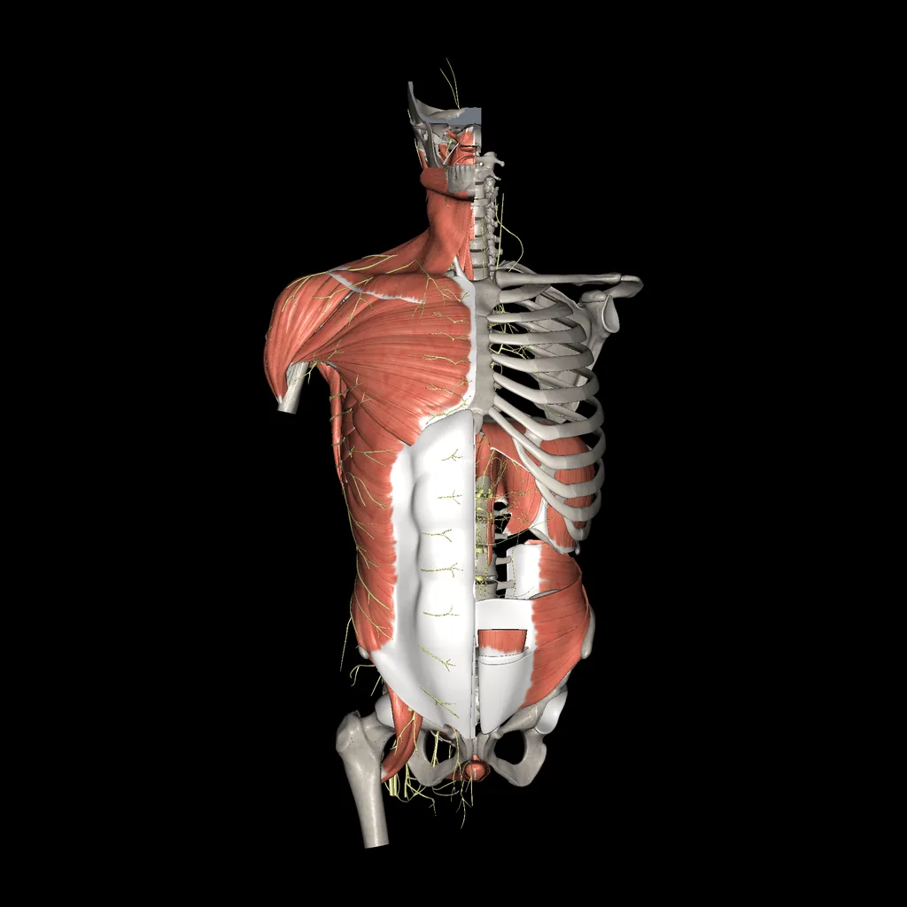 Trunk (Nerves and muscles), anterior view