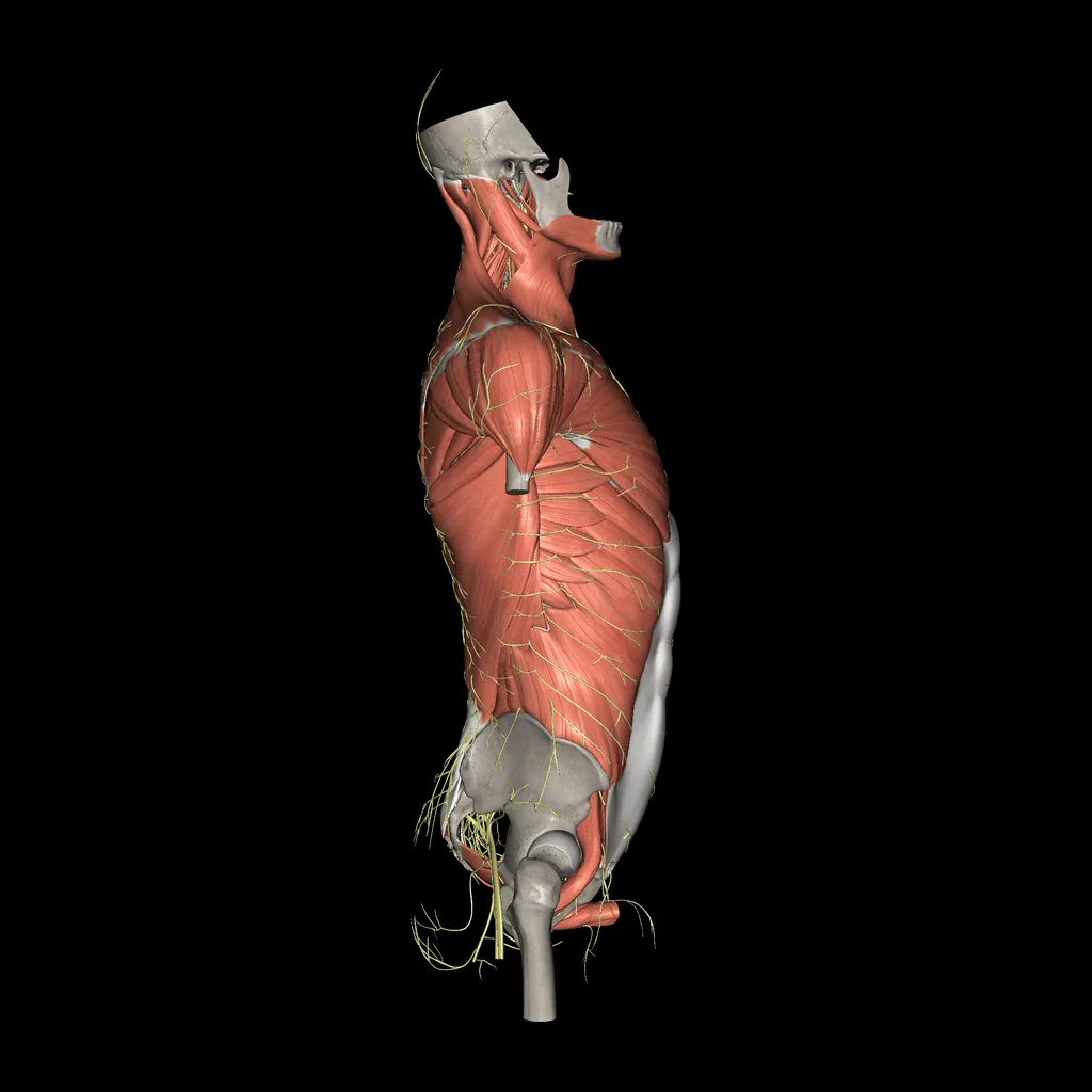 Trunk (Nerves and muscles), lateral view