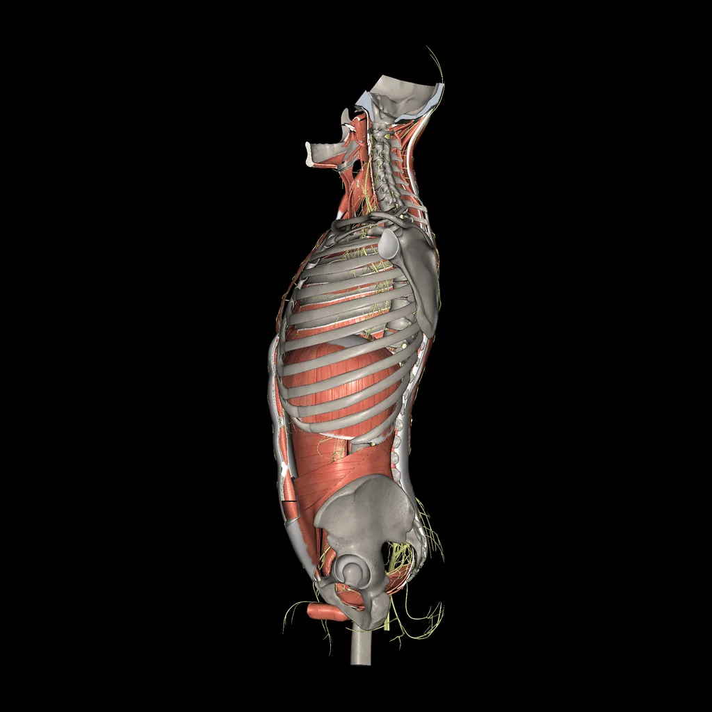 Trunk (Nerves and muscles), medial view
