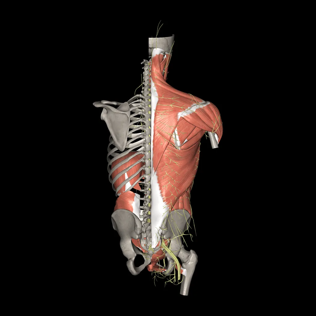 Trunk (Nerves and muscles), posterior view