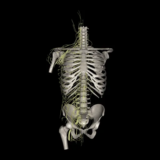 Trunk (Nerves), anterior view