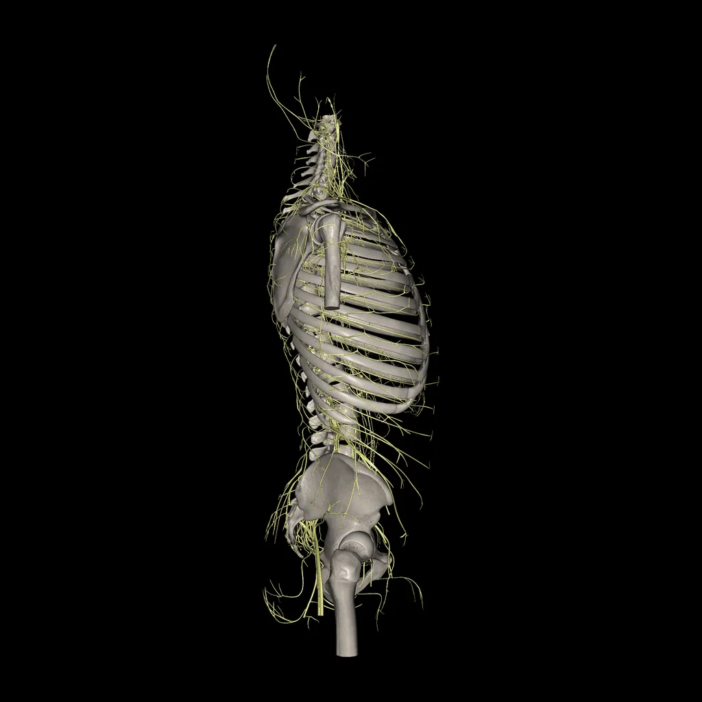 Trunk (Nerves), lateral view
