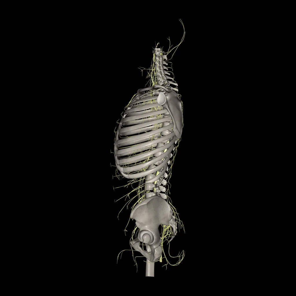 Trunk (Nerves), medial view