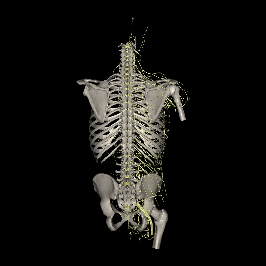 Trunk (Nerves), posterior view