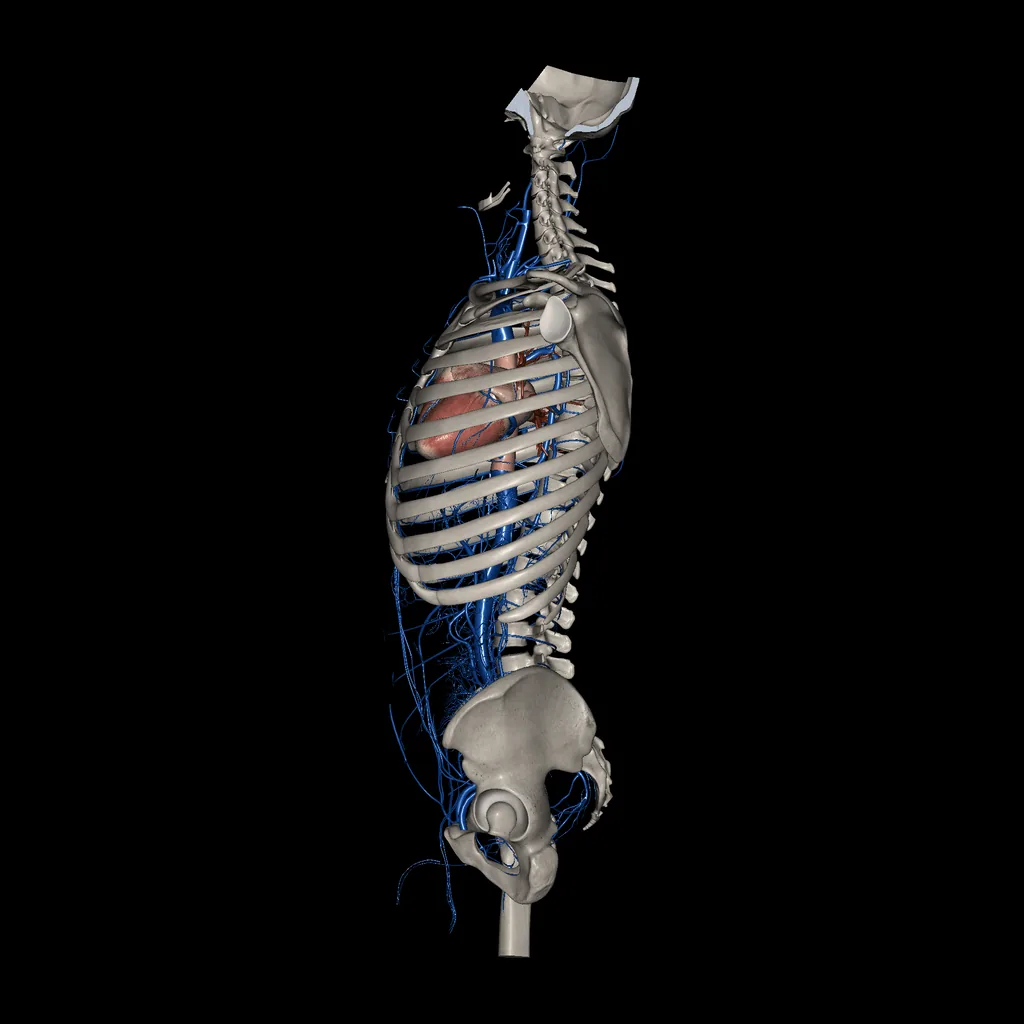 Trunk (Veins), medial view