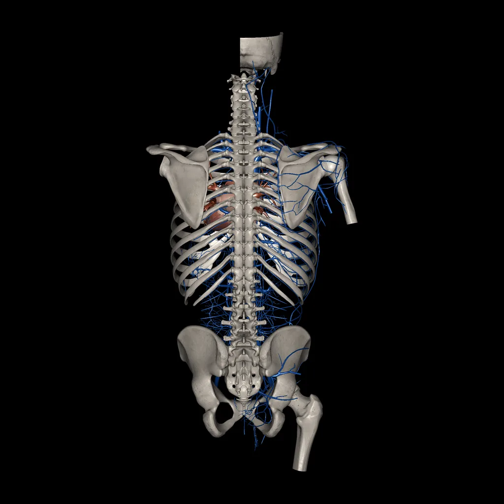 Trunk (Veins), posterior view