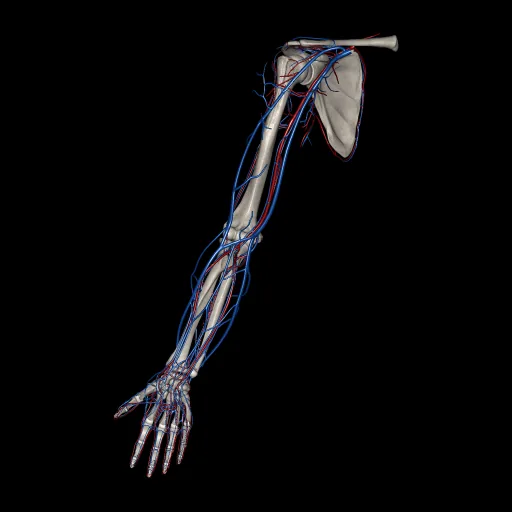 Upper limb (Arteries and Veins), anterior view