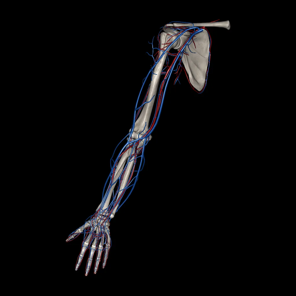 Upper limb (Arteries and Veins), anterior view