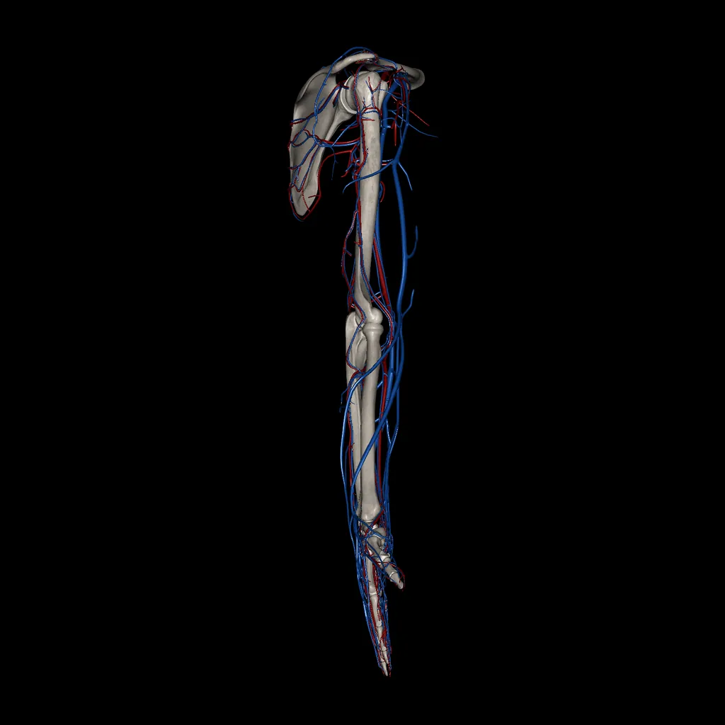 Upper limb (Arteries and Veins), lateral view