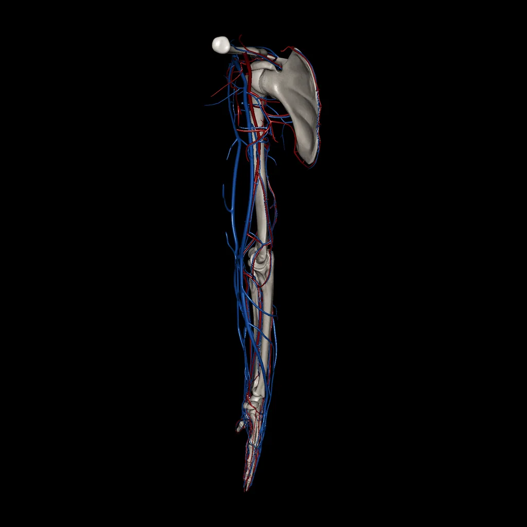 Upper limb (Arteries and Veins), medial view