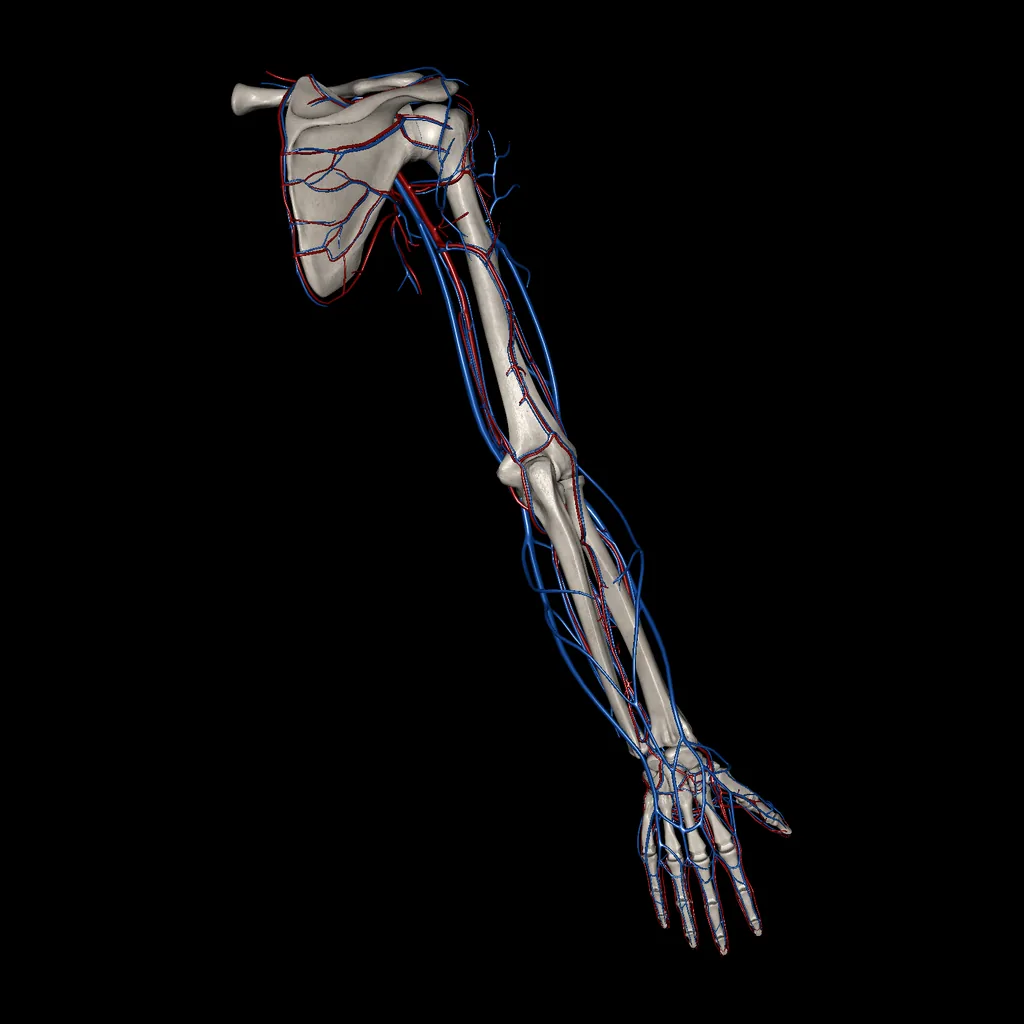 Upper limb (Arteries and Veins), posterior view