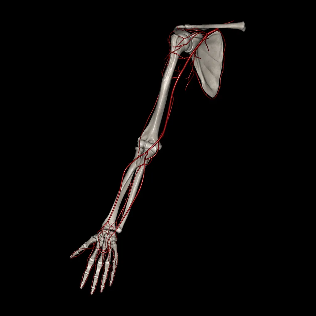 Upper limb (Arteries), anterior view